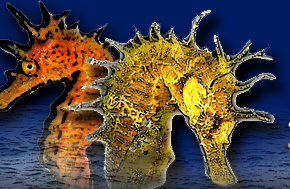 cavallucci marini megale hellas diving center marina di gioiosa ionica 1